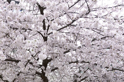 Der Frühling zeigt sich: Mandelbäume in voller Pracht - 