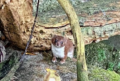 Der Winzling unter den Mardern - Im Auer Zoo der Minis leben aktuell zwei Mauswiesel. Foto: Ralf Wendland