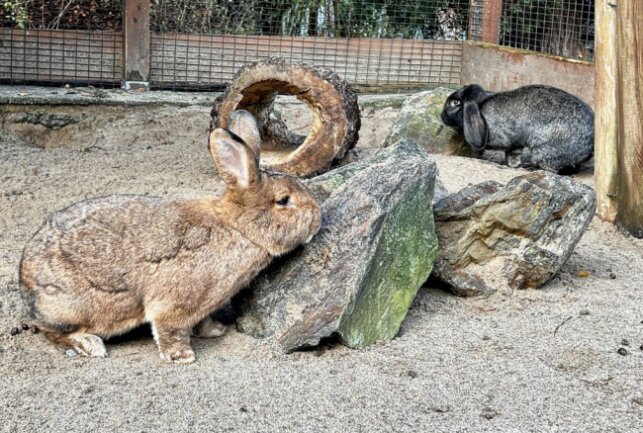 Deutsche Riesen im Zoo der Minis bestaunen - Im Auer Zoos der Minis leben auch große Vertreter der Hauskaninchen. Foto: Ralf Wendland