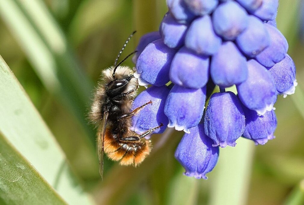 Deutschlandweites Wildbienensterben ist beunruhigend - Dramatischer Rückgang von Wildbienen in Deutschland. Foto: Ines Schürer