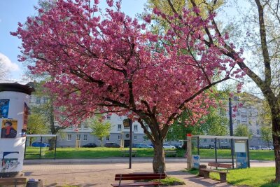 Die besten Fotospots für Kirschblütenbäume in Chemnitz - An der Tram-Haltestelle Tschaikowskistraße steht dieser hübsche Baum. 
