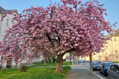 Die besten Fotospots für Kirschblütenbäume in Chemnitz - Eine der berühmtesten Kirschblüten-Alleen in Chemnitz befindet sich in der Lutherstraße.