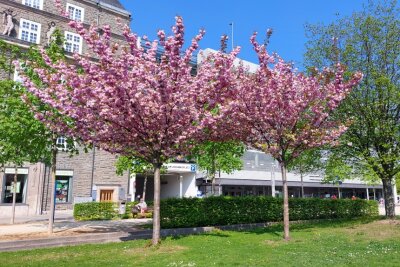 Die besten Fotospots für Kirschblütenbäume in Chemnitz - Auf dem Johannisplatz im Zentrum stehen diese hübschen Bäume.