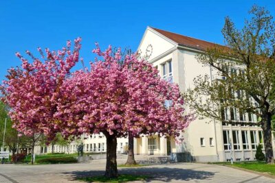 Die besten Fotospots für Kirschblütenbäume in Chemnitz - Vor dem Beruflichen Schulzentrum für Wirtschaft ragt auch eine wunderschöne Kirschblüte.
