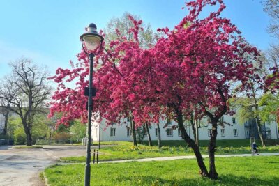 Die besten Fotospots für Kirschblütenbäume in Chemnitz - Im Park der ODF findet man ebenfalls eine pinke Pracht. 