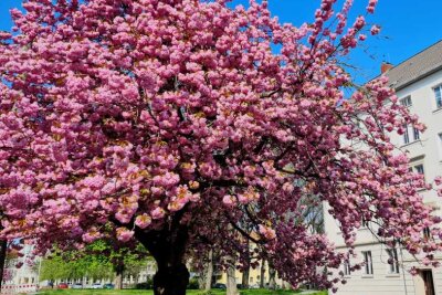 Die besten Fotospots für Kirschblütenbäume in Chemnitz - Auch an der Ecke Lutherstraße/ Rudolfstraße blüht die Pracht.
