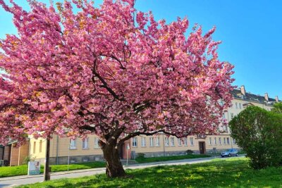 Die besten Fotospots für Kirschblütenbäume in Chemnitz - Auch in der Charlottenstraße/ Lutherstraße, Ecke Janstraße finden sich die rosa Bäume.