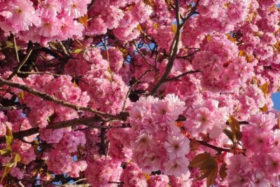 Die besten Fotospots für Kirschblütenbäume in Chemnitz - Auch in der Charlottenstraße/ Lutherstraße, Ecke Janstraße finden sich die rosa Bäume.