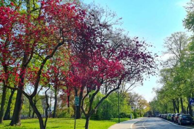 Die besten Fotospots für Kirschblütenbäume in Chemnitz - Im Park der ODF findet man ebenfalls eine pinke Pracht. 