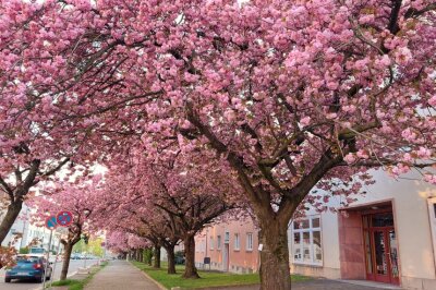 Die besten Fotospots für Kirschblütenbäume in Chemnitz - Eine der berühmtesten Kirschblüten-Alleen in Chemnitz befindet sich in der Lutherstraße.