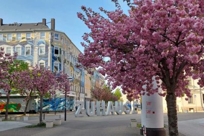 Die besten Fotospots für Kirschblütenbäume in Chemnitz - Auch auf dem Brühl blühen die Kirschblütenbäume.