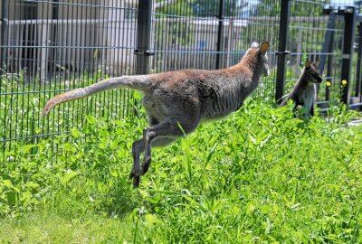 Die ersten Kängurus sind im Tierpark Hirschfeld eingezogen - Im Tierpark in Hirschfeld sind die ersten beiden Kängurus eingezogen. Foto: Ralf Wendland