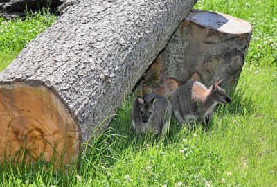 Die ersten Kängurus sind im Tierpark Hirschfeld eingezogen - Im Tierpark in Hirschfeld sind die ersten beiden Kängurus eingezogen. Foto: Ralf Wendland