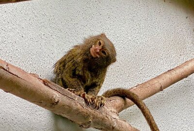 Die kleinste Affen der Welt im Zoo der Minis - Im Auer Zoo der Minis sind mit den Zwergseidenaffen die kleinsten Affen der Welt vertreten. Foto: Ralf Wendland