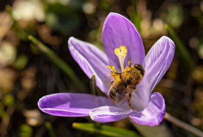 Die "Nackten Jungfern" blühen wieder - Frühblüher sind wichtige Nahrungslieferanten für Insekten. Foto: Markus Pfeifer