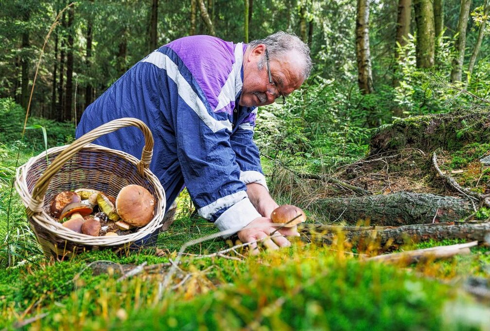 Die Pilzsaison startet in den Wäldern des Erzgebirges - Joachim Küttner auf großer Pilzsuche. Foto: Ronny Küttner