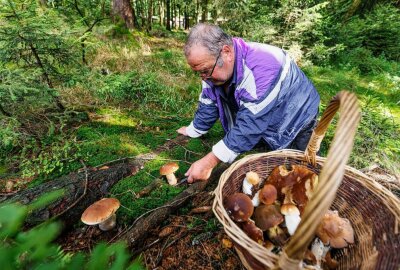 Die Pilzsaison startet in den Wäldern des Erzgebirges - Joachim Küttner auf großer Pilzsuche. Foto: Ronny Küttner