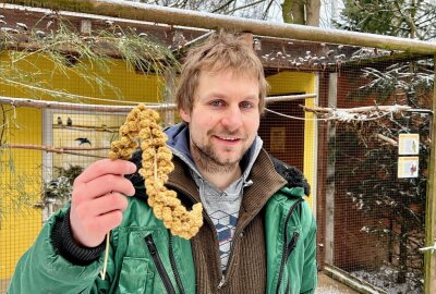 Die Rußköpfchen gehören zu den Unzertrennlichen - Mit einem Hirsekolben kann Zootierpfleger Peter Hömke den Rußköpfchen immer eine Freude machen. Foto: Ralf Wendland