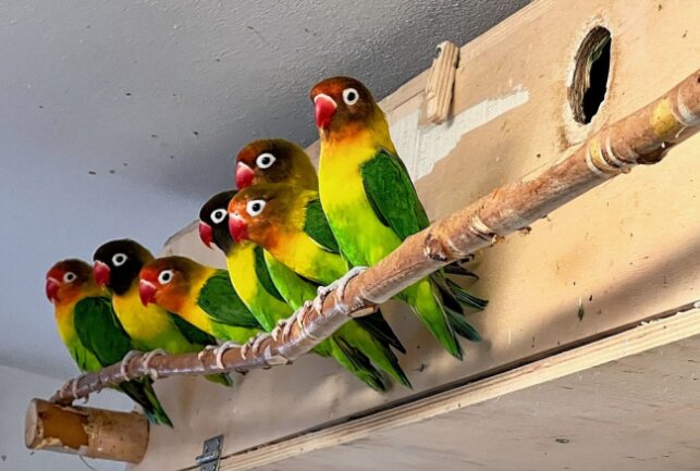Mit den Rußköpfchen sind im Auer Zoo der Minis die kleinsten Papageien der Welt zuhause. Foto: Ralf Wendland