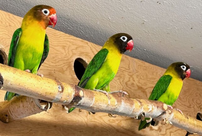 Mit den Rußköpfchen sind im Auer Zoo der Minis die kleinsten Papageien der Welt zuhause. Foto: Ralf Wendland