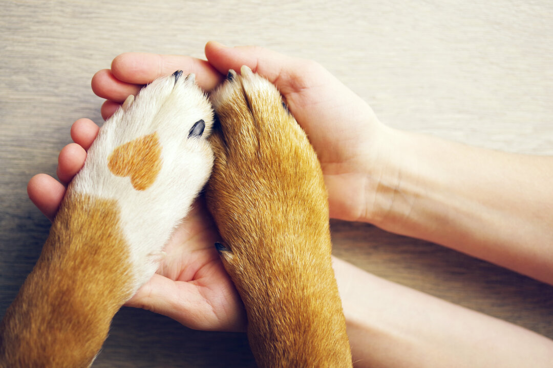 Die umfassende Welt der Haustiere: Von Haustierpflege bis zur Tierheim-Adoption - Haustierliebe