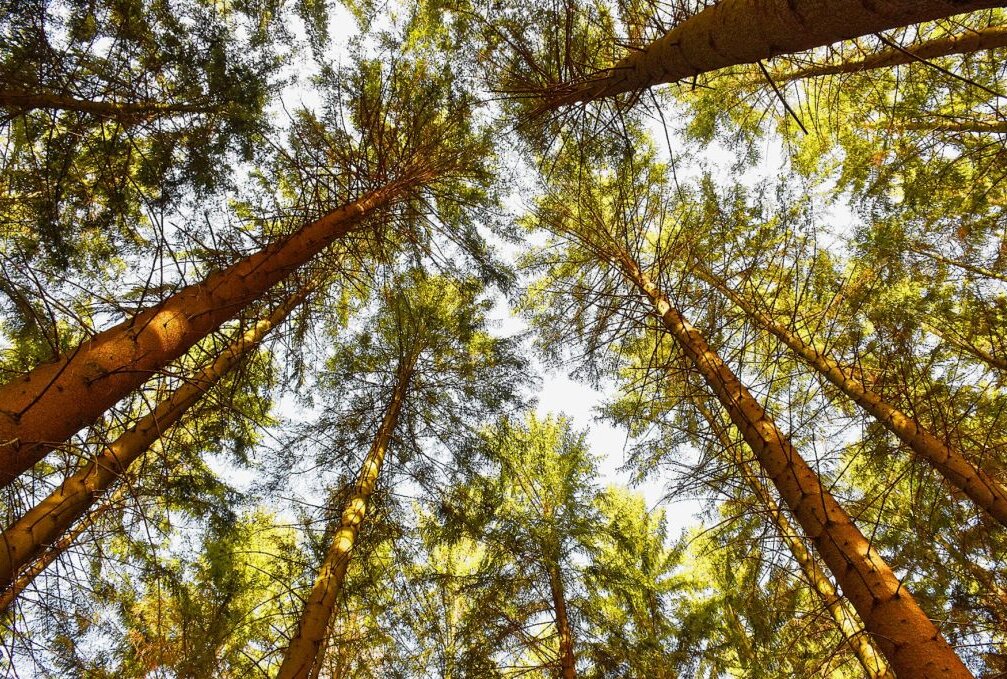 Die Weißtanne als wichtige Alternative bei der Waldumgestaltung - Ein dichter Wald mit gesunden Baumkronen. Foto: Maik Bohn