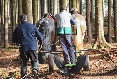 Die Weißtanne als wichtige Alternative bei der Waldumgestaltung - Maik Reichel und Andreas Dieckmann bei Aussäen der Weißtanne. Foto: Maik Bohn