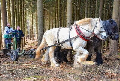 Die Weißtanne als wichtige Alternative bei der Waldumgestaltung - Maik Reichel und Andreas Dieckmann bei Aussäen der Weißtanne. Foto: Maik Bohn