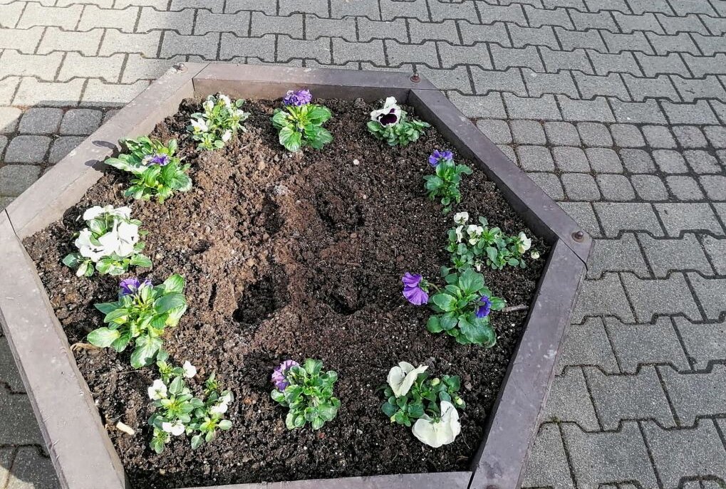 Diebstahl: Frühblüher aus Stadtgebiet entwendet - Dreiste Diebe stehlen aktuell Blumen aus städtischen Pflanzkübeln. Foto: A.Büchner 