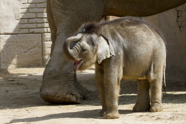 Der kleine Elefant wurde Ende Januar im Zoo geboren.
