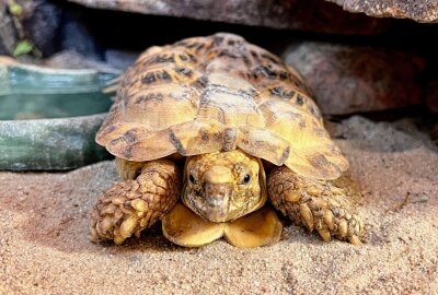 Dieses besondere Verhalten zeigen Spaltenschildkröten bei Gefahr - Im Auer Zoo der Minis leben auch Spaltenschildkröten. Foto: Ralf Wendland