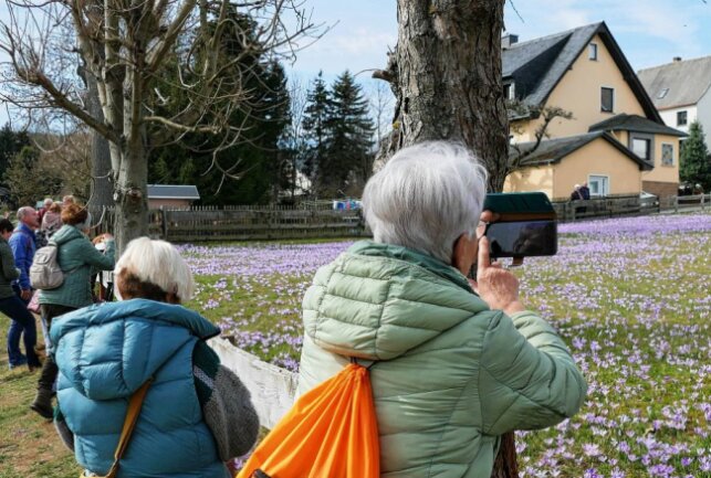 Drebacher Krokusblüte wirkt wie ein Magnet - Mit Handys wurden die Anblicke auf Bildern festgehalten. Foto: Andreas Bauer