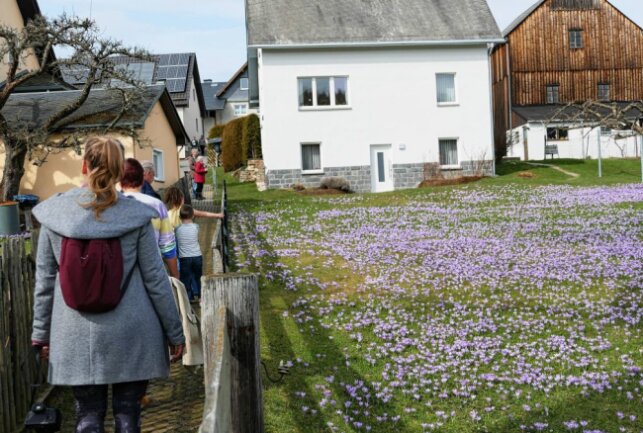 Drebacher Krokusblüte wirkt wie ein Magnet - Hochbetrieb zwischen den Gärten. Foto: Andreas Bauer