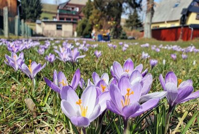 Drebacher Krokusse zeigen wieder ihre Farbenpracht - Die Blüte zieht sich durch viele Gärten. Foto: Andreas Bauer