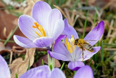 Drebacher Krokusse zeigen wieder ihre Farbenpracht - Die Natur bietet ein wahres Schauspiel. Neben den Besuchern freuen sich auch die Bienen.  Foto: Andreas Bauer