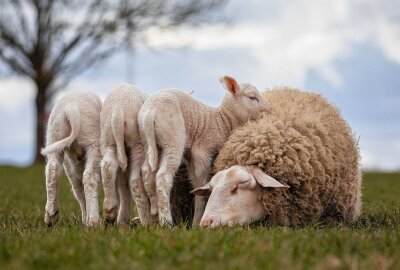 Drei Osterlämmchen auf einmal in Gersdorf - Die kleinen Schafe wärmen sich auch gegenseitig. Foto: Markus Pfeifer