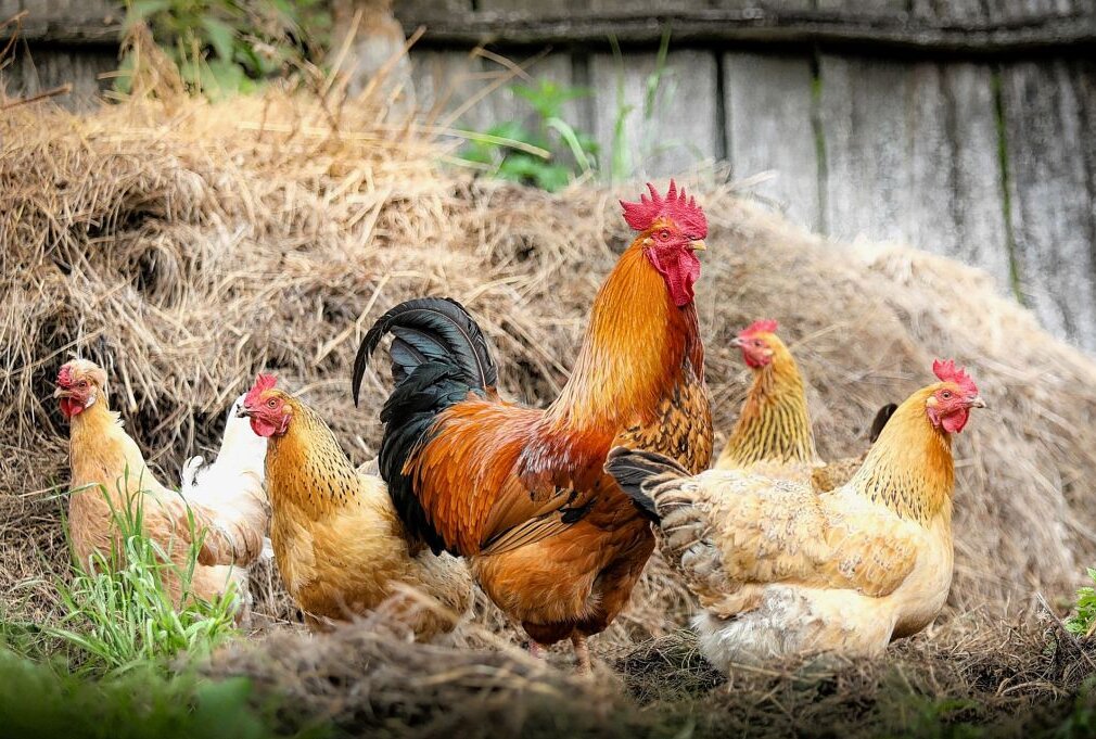 Dreiste Diebe klauen 16 Hühner und einen Hahn aus dem Stall - Es wurden mehrere Nutztiere gestohlen. Symbolbild. Foto: Pixabay