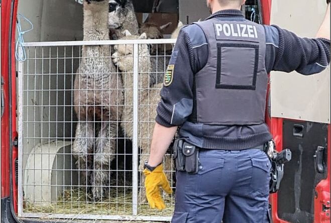 Dresdner Polizei mit tierischem Fund - Tierischer Fund auf der Autobahn. Foto: Polizei Dresden