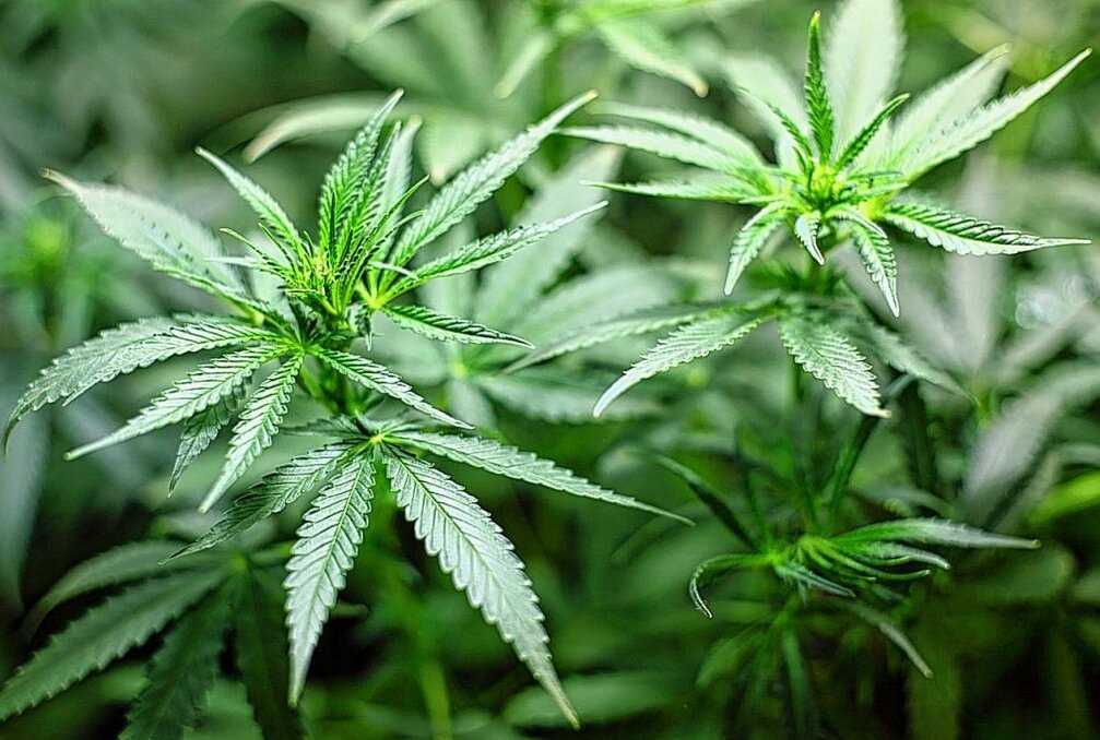 Drogenfund in Zwickau: Polizei entdeckt 8 Kilogramm Cannabis - Symbolbild. Foto: Pixabay
