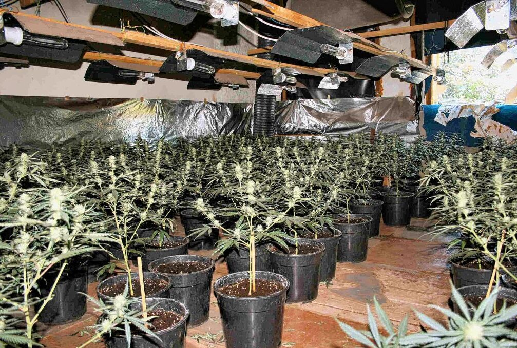 Drogenhandel aufgedeckt in Werdau - Auf seinem Balkon pflanzte der 34-Jährige zahlreiche Cannabis-Pflanzen an. Symbolbild: Harry Haertel