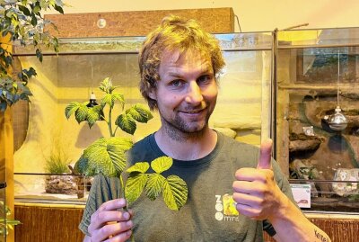 Dschungelnymphe ist für ein Insekt auffällig groß - Zootierpfleger Peter Hömke mit Blättern, die bei der Dschungelnymphe auf dem Speiseplan stehen. Foto: Ralf Wendland