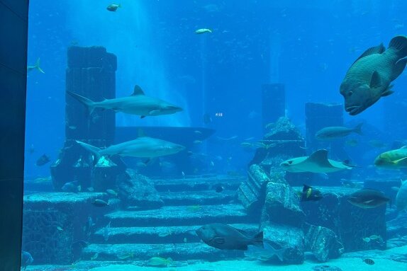 Dubai: Die Stadt der Superlative und ich mittendrin - "The Lost Chambers Aquarium" mit zahlreichen Unterwassertieren im Atlantis Hotel. Foto: Hermine Möckel