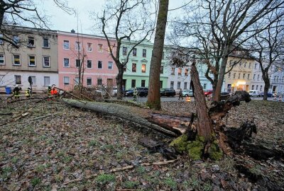 Durch das stürmische Wetter stürzte ein Baum auf die Straße - Baum entwurzelt , die Feuerwehr ist im Einsatz Foto: Andreas Kretschel