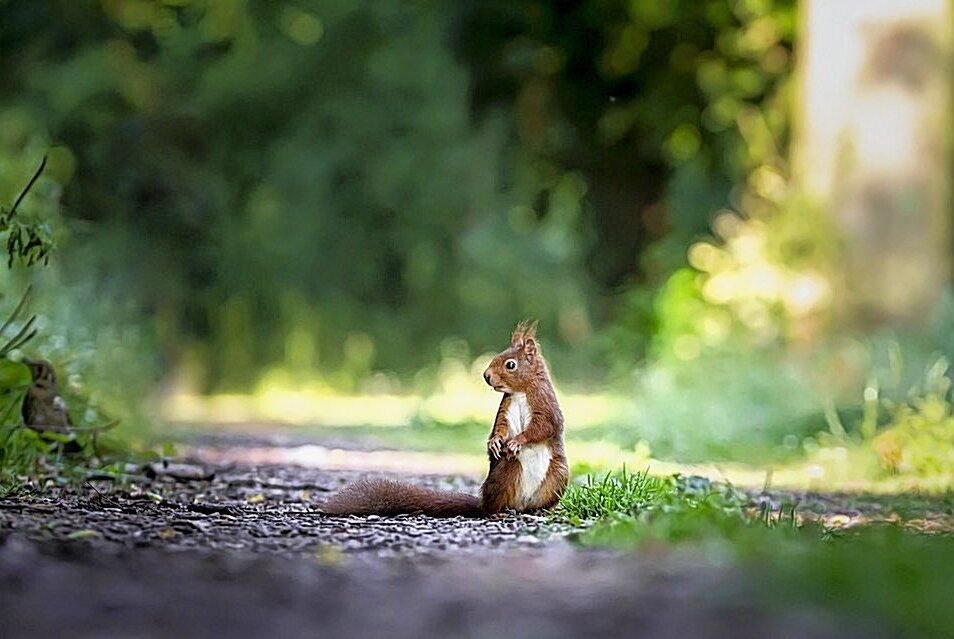 Eichhörnchen "Chap" verirrt sich in Görlitzer Getränkemarkt - Nach einer ausgiebigen Erholungsphase wird "Chap" in Kürze wieder in die Freiheit entlassen. Symbolbild: Pixabay