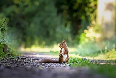 Eichhörnchen "Chap" verirrt sich in Görlitzer Getränkemarkt - Nach einer ausgiebigen Erholungsphase wird "Chap" in Kürze wieder in die Freiheit entlassen. Symbolbild: Pixabay