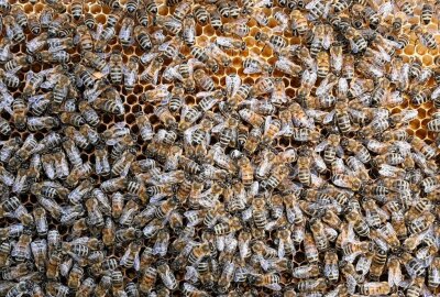 Ein Beitrag zur Artenvielfalt in der Region - Die Stadtwerke Aue-Bad Schlema setzen sich für den Schutz von Bienen ein. Foto: Ralf Wendland