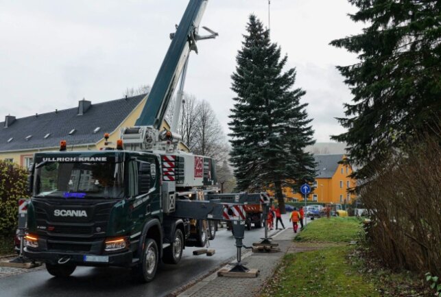 Ein mühsamer Ritt auf dem Zschopauer Weihnachtsbaum - Per Kran wurde sie auf den Transportwagen gehievt. Foto: Andreas Bauer