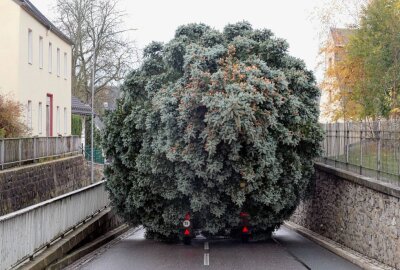 Ein mühsamer Ritt auf dem Zschopauer Weihnachtsbaum - Maaßarbeitert: Für manche enge Straße schien der Baum wie maßgeschneidert zu sein. Foto: Andreas Bauer