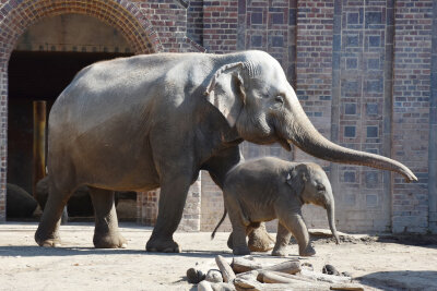 Eine besondere "Kinderstube" im Zoo Leipzig - Ein Tag zu Gast im Zoo Leipzig bei der Elefantenherde.