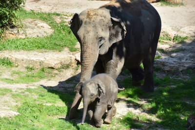 Eine besondere "Kinderstube" im Zoo Leipzig - Ein Tag zu Gast im Zoo Leipzig bei der Elefantenherde.